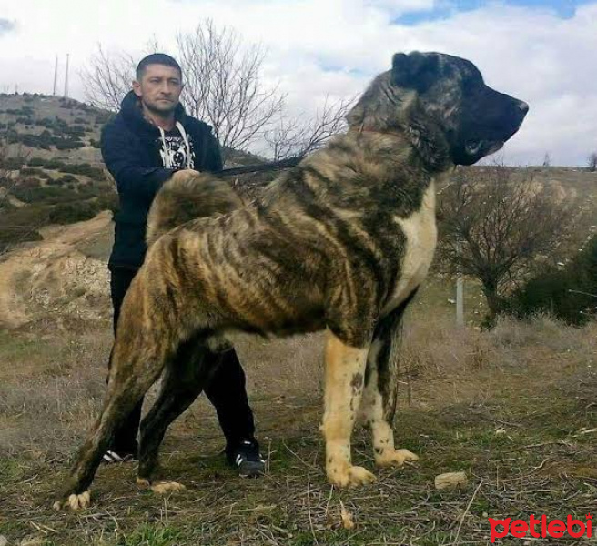 Kangal, Köpek  Paşa fotoğrafı