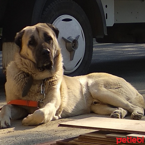 Kangal, Köpek  Paşa fotoğrafı