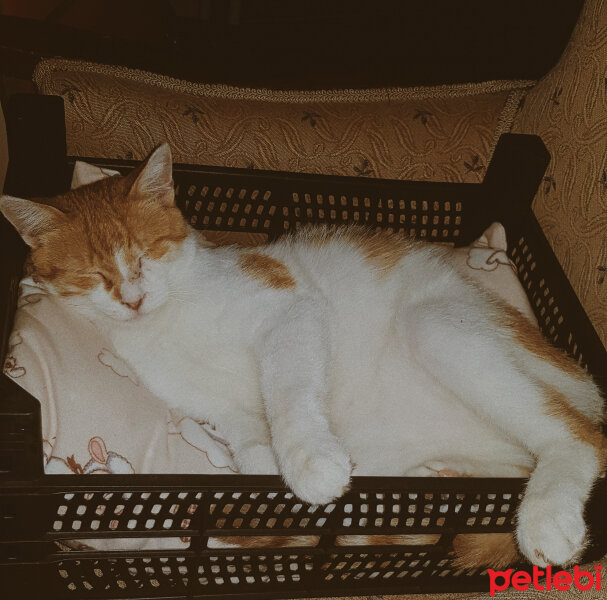 Tekir Kedi, Kedi  Çaçi fotoğrafı