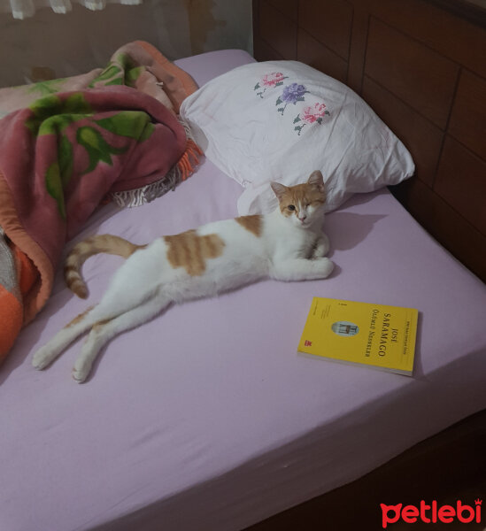 Tekir Kedi, Kedi  Çaçi fotoğrafı