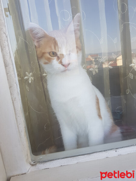 Tekir Kedi, Kedi  Çaçi fotoğrafı