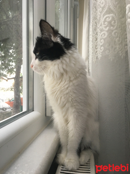Tuxedo (Smokin) Kedi, Kedi  Pulsar fotoğrafı