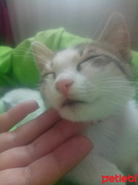 Tekir Kedi, Kedi  Sürmeli fotoğrafı