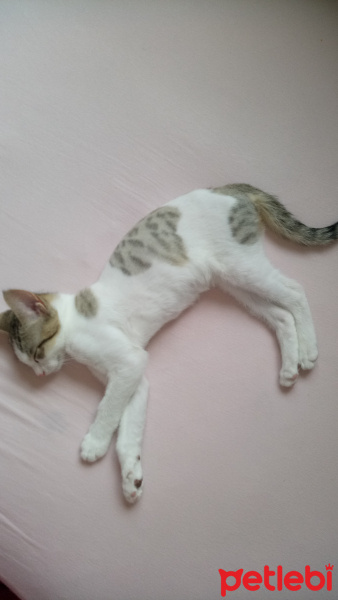 Tekir Kedi, Kedi  Sürmeli fotoğrafı