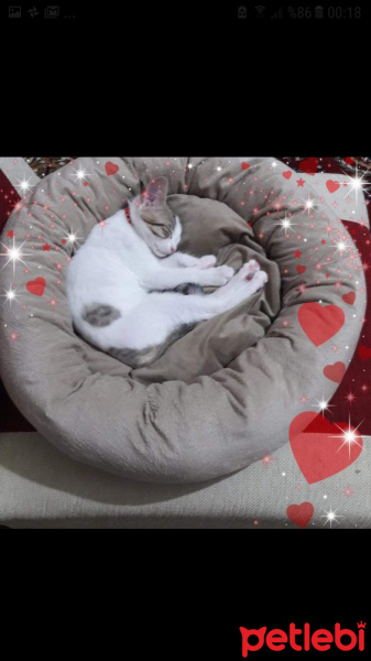 Tekir Kedi, Kedi  Sürmeli fotoğrafı