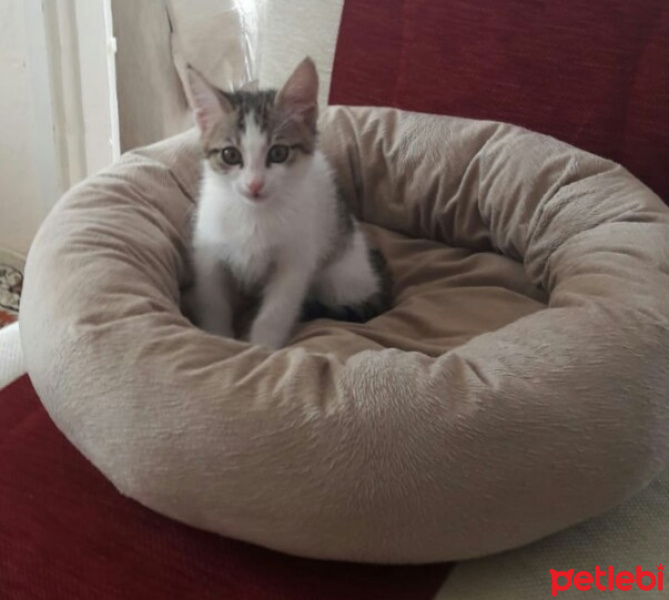 Tekir Kedi, Kedi  Sürmeli fotoğrafı