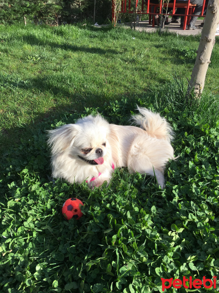 Pekingese, Köpek  Tosbik fotoğrafı
