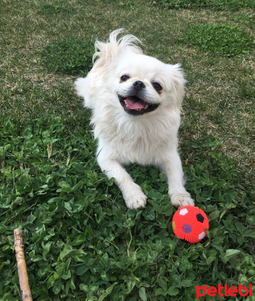 Pekingese, Köpek  Tosbik fotoğrafı