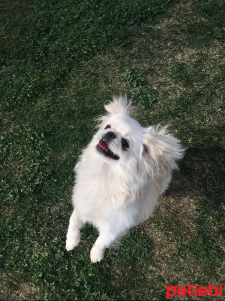 Pekingese, Köpek  Tosbik fotoğrafı