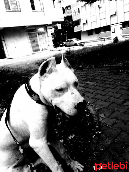 Dogo Arjantin, Köpek  Ateş fotoğrafı