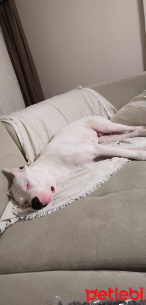 Dogo Arjantin, Köpek  Ateş fotoğrafı