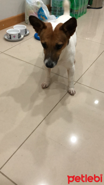 Jack Russell Terrier, Köpek  Juan fotoğrafı