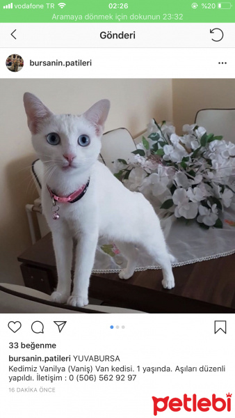 Van Kedisi, Kedi  Vanilya fotoğrafı