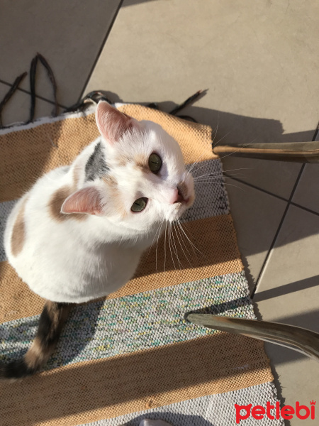 Tekir Kedi, Kedi  Benek fotoğrafı