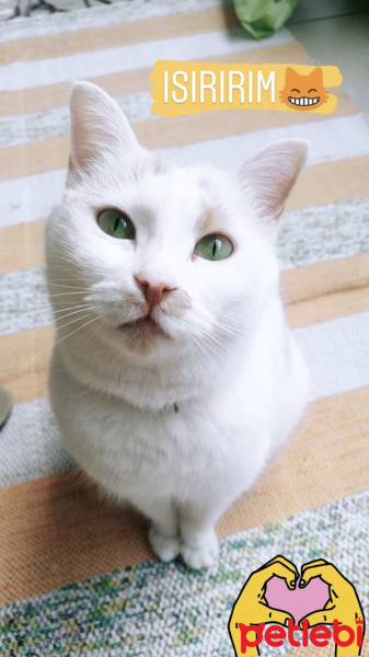 Tekir Kedi, Kedi  Benek fotoğrafı