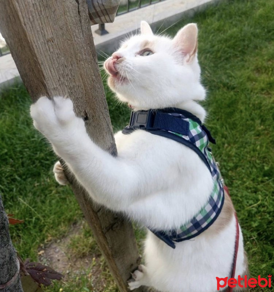 Tekir Kedi, Kedi  Benek fotoğrafı