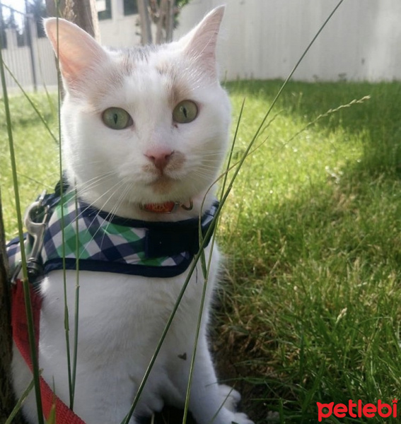 Tekir Kedi, Kedi  Benek fotoğrafı