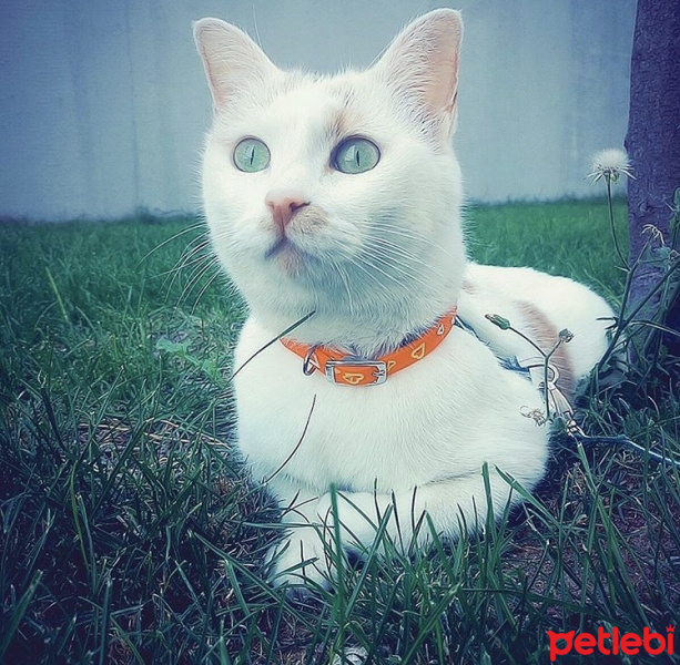 Tekir Kedi, Kedi  Benek fotoğrafı