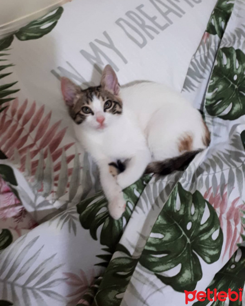 Tekir Kedi, Kedi  Darwin fotoğrafı
