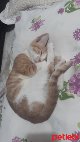 Tekir Kedi, Kedi  Paşa fotoğrafı