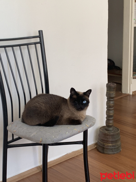 Siyam Kedisi, Kedi  Eylül fotoğrafı