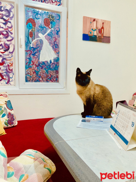 Siyam Kedisi, Kedi  Eylül fotoğrafı