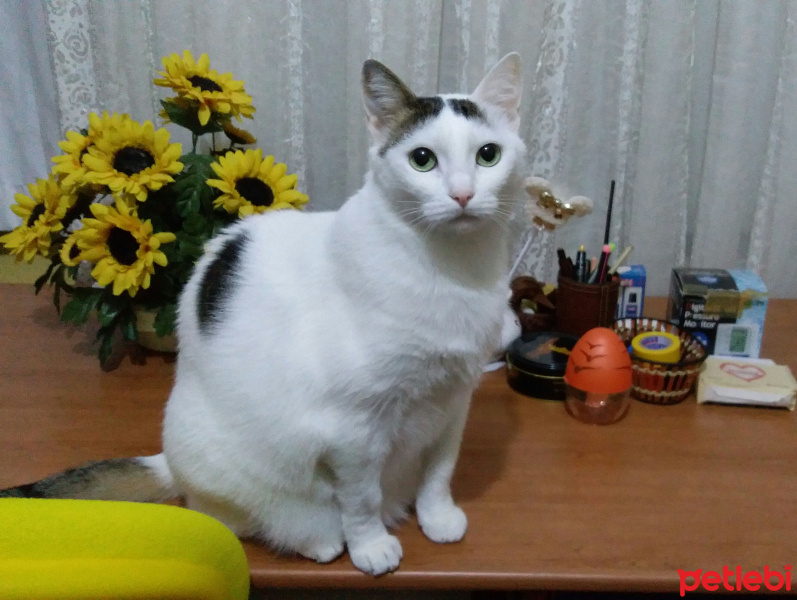 Van Kedisi, Kedi  Hande fotoğrafı
