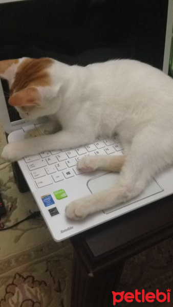 Tekir Kedi, Kedi  Minnoş fotoğrafı