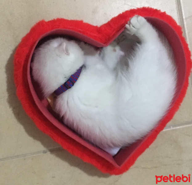 Scottish Fold, Kedi  Prens fotoğrafı