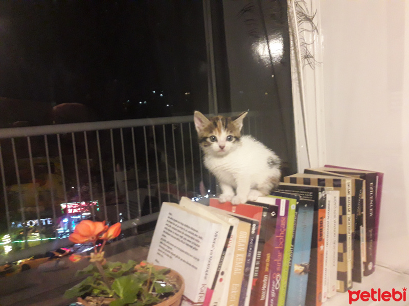 Tekir Kedi, Kedi  Bihter fotoğrafı
