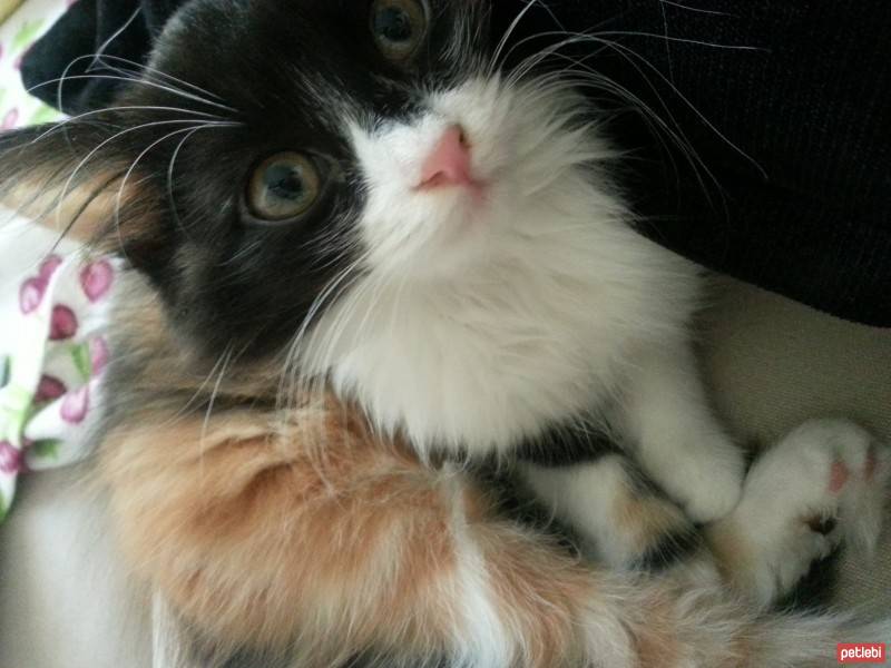 Exotic Shorthair, Kedi  Pudy fotoğrafı