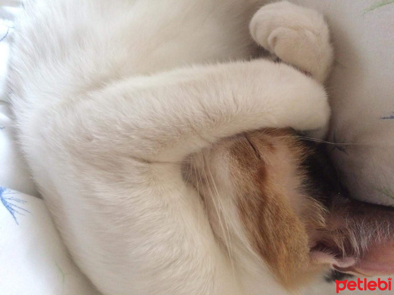 Tekir Kedi, Kedi  Pamuk fotoğrafı