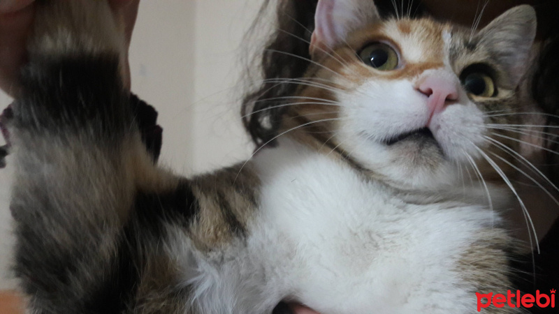 Tekir Kedi, Kedi  Nazlı fotoğrafı
