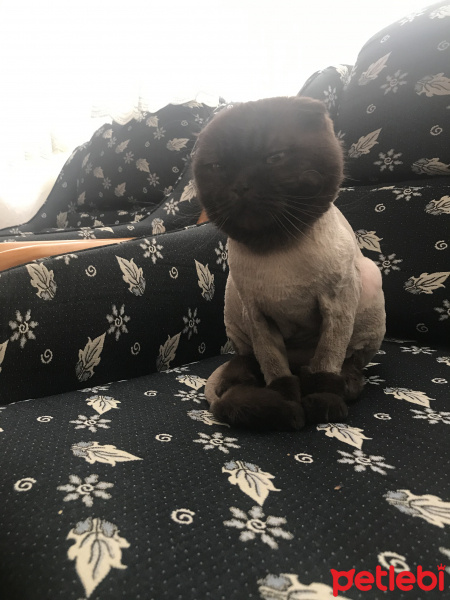 Scottish Fold, Kedi  Papi fotoğrafı