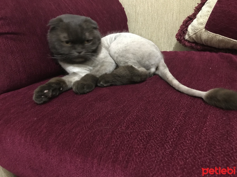 Scottish Fold, Kedi  Papi fotoğrafı