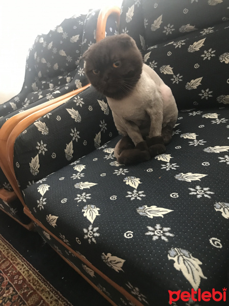 Scottish Fold, Kedi  Papi fotoğrafı