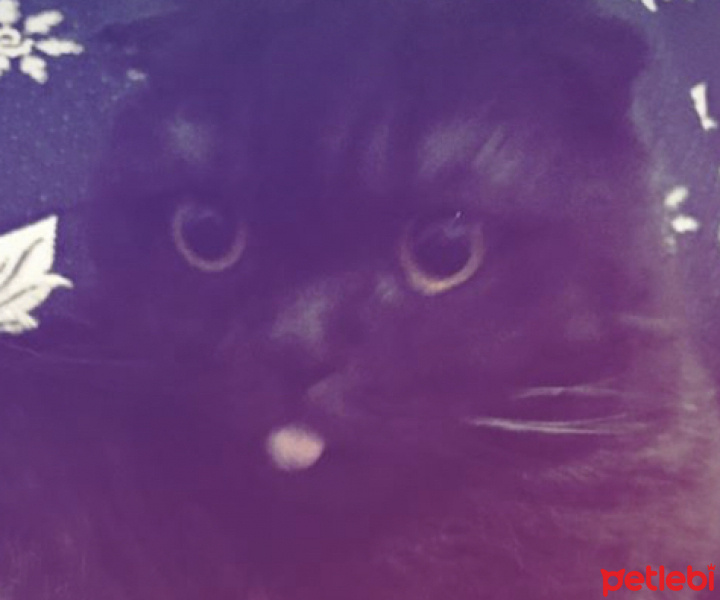 Scottish Fold, Kedi  Papi fotoğrafı
