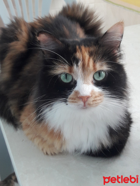 American Curl, Kedi  Bonus fotoğrafı