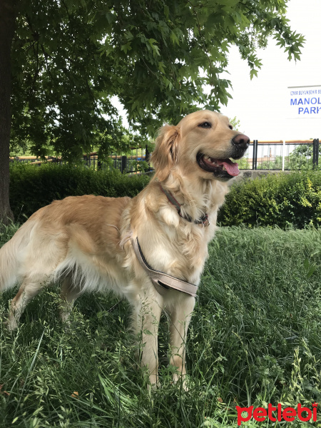 Golden Retriever, Köpek  Tarçın fotoğrafı