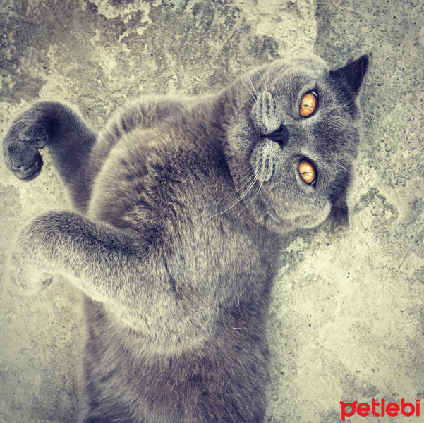 Scottish Fold, Kedi  Tekir fotoğrafı