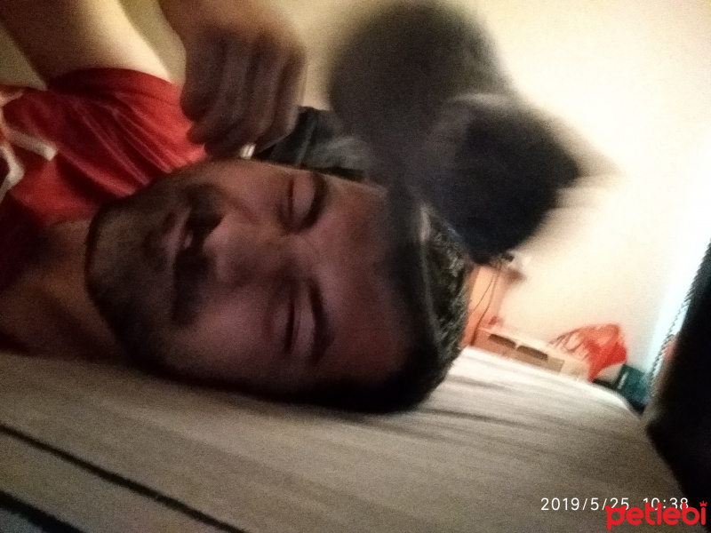Scottish Fold, Kedi  Miyo fotoğrafı