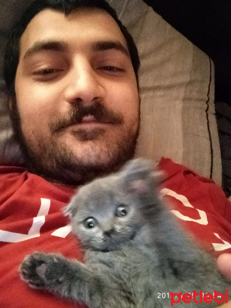 Scottish Fold, Kedi  Miyo fotoğrafı