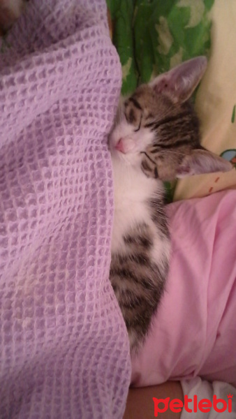 Tekir Kedi, Kedi  duman fotoğrafı