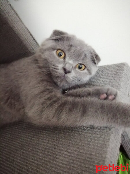 Scottish Fold, Kedi  Paşa fotoğrafı