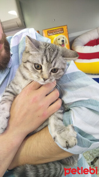 British Shorthair, Kedi  Mia fotoğrafı