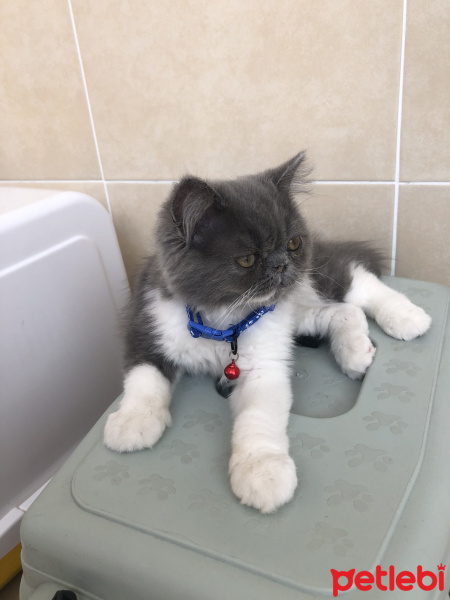 Exotic Shorthair, Kedi  Mek fotoğrafı