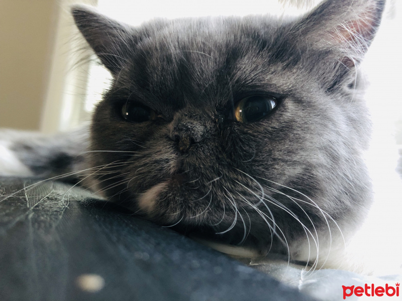 Exotic Shorthair, Kedi  Mek fotoğrafı