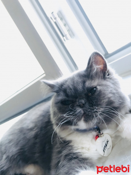 Exotic Shorthair, Kedi  Mek fotoğrafı