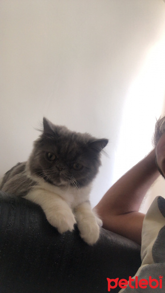 Exotic Shorthair, Kedi  Mek fotoğrafı
