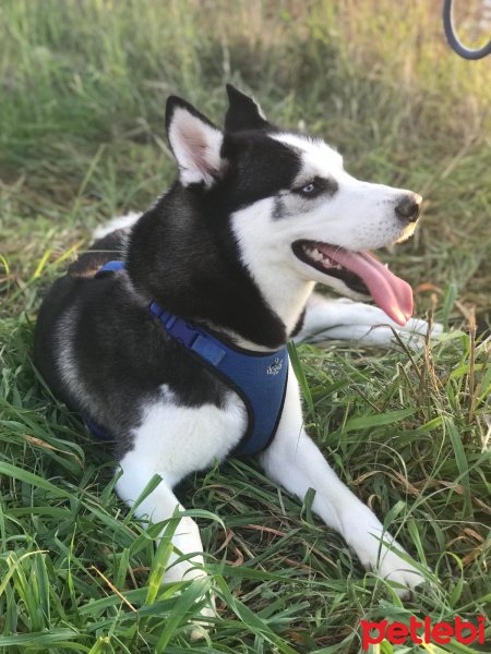 Sibirya Kurdu (Husky), Köpek  ICE fotoğrafı
